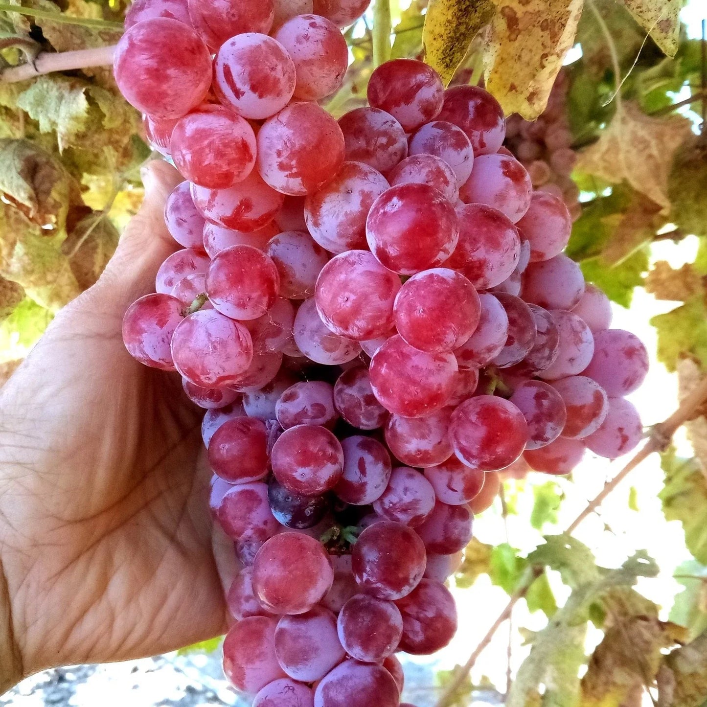 Globe Seedless Grape Vine Cuttings - Large Sweet Juicy Table Grapes - Vitis vinifera