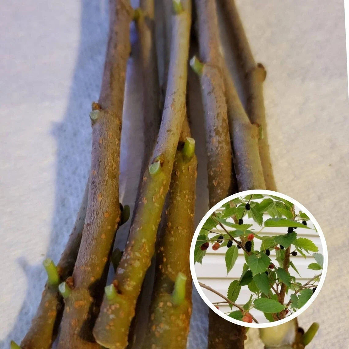 Mulberry Cuttings 15-Pack Unrooted 8 Inches Organic Wholesale Morus alba