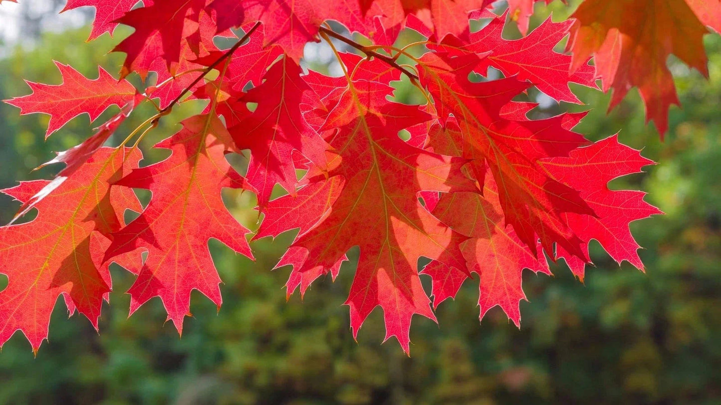 Red Oak Tree Seedlings | Live 12-24 Inch Red Oak | Quercus rubra | No Shipping to California