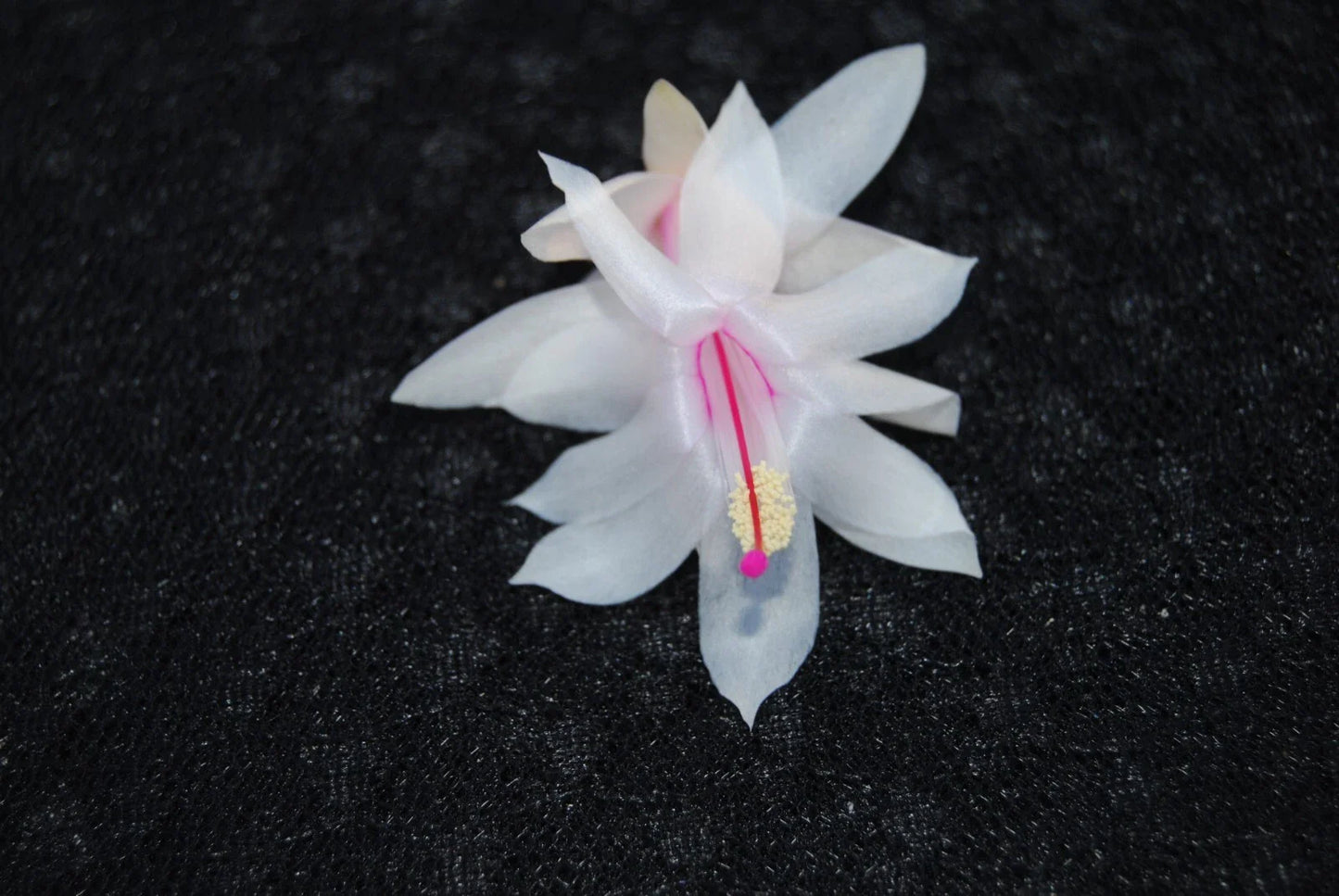 Christmas Cactus Starter Plant - Snow Fire - Schlumbergera Truncata