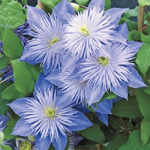 Light Blue Clematis Seeds - 25 Perennial Flower Seeds - Clematis spp. - US Seller