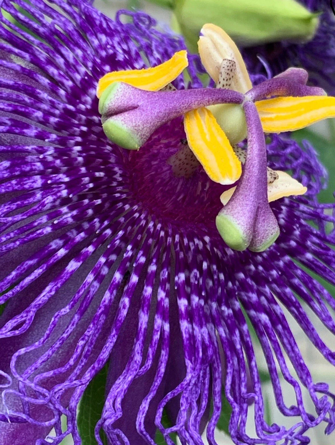 Passion Flower Seeds - 25 Count - Lilikoi Edible Floral Vines - Passiflora edulis
