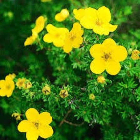 Cinquefoil Seeds 20 Seeds Potentilla recta Five Finger Grass Herb Shrub