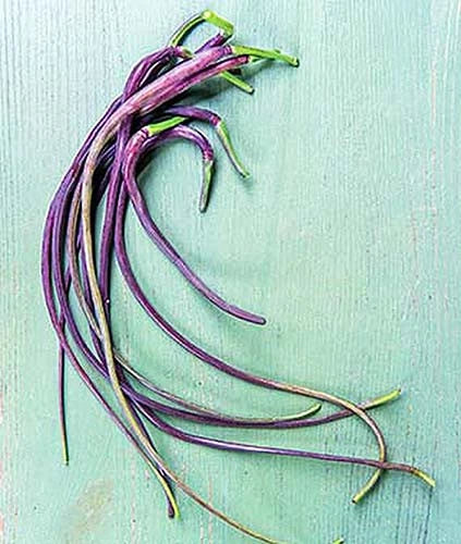 Dragon's Tail Radish Seeds - 500+ Pack - Heirloom Variety - Raphanus sativus - Ideal for Garden Planting, USA