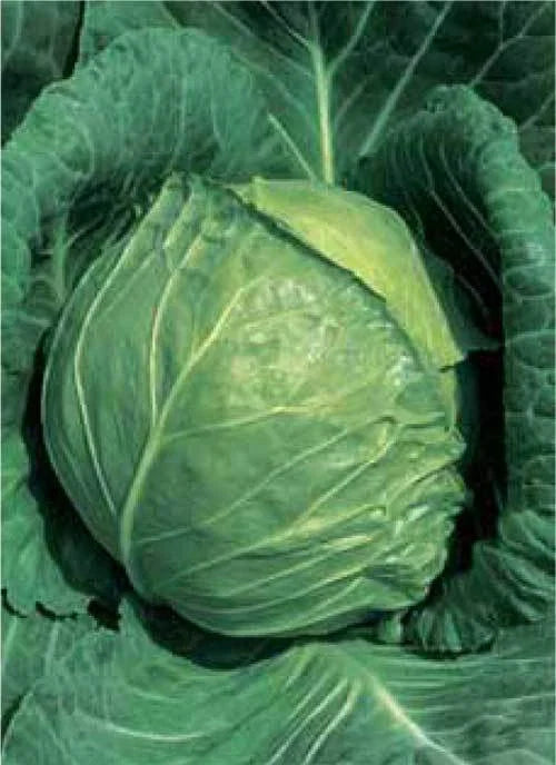 Late Flat Dutch Cabbage Seeds - 10 Inch Green Globe - Excellent Keeper - Brassica oleracea