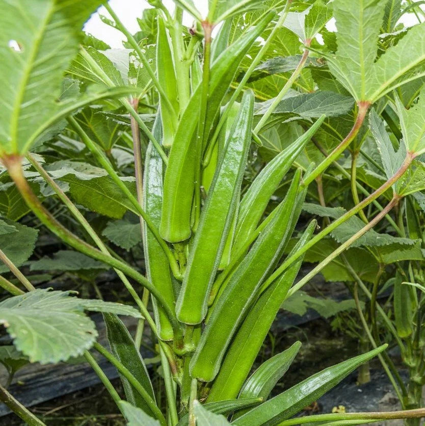 Clemson Spineless Okra Seeds | Southern Ochro Vegetable Seeds | 2025 Garden Planting Variety