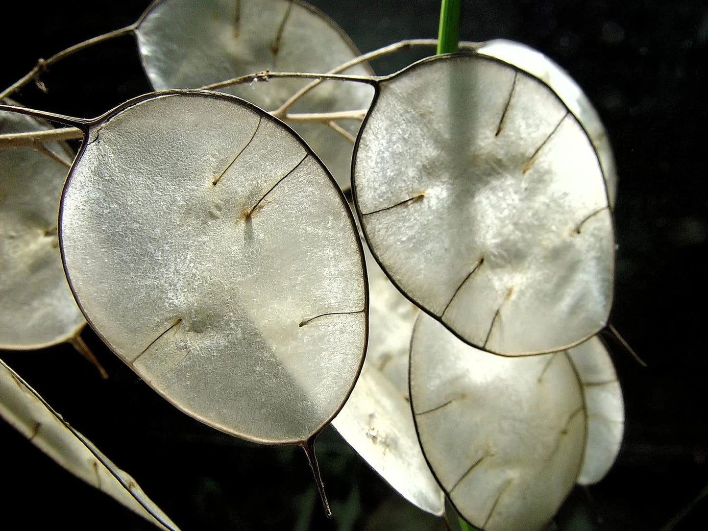 Money Plant Seeds - 50 Pack - Lunaria Biennis - Honesty Plant for Gardening