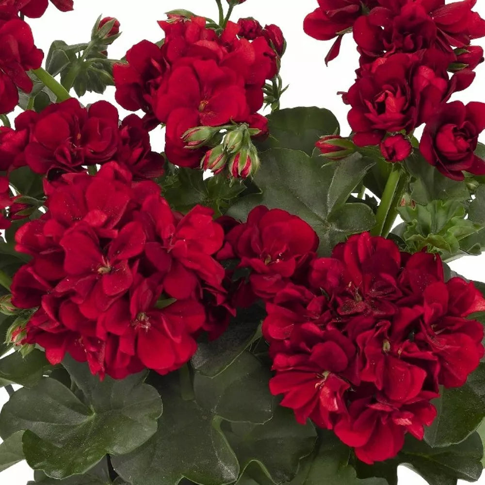 Double Red Geranium Seeds - 10 Perennial Hanging Basket Flower Seeds - Pelargonium zonale