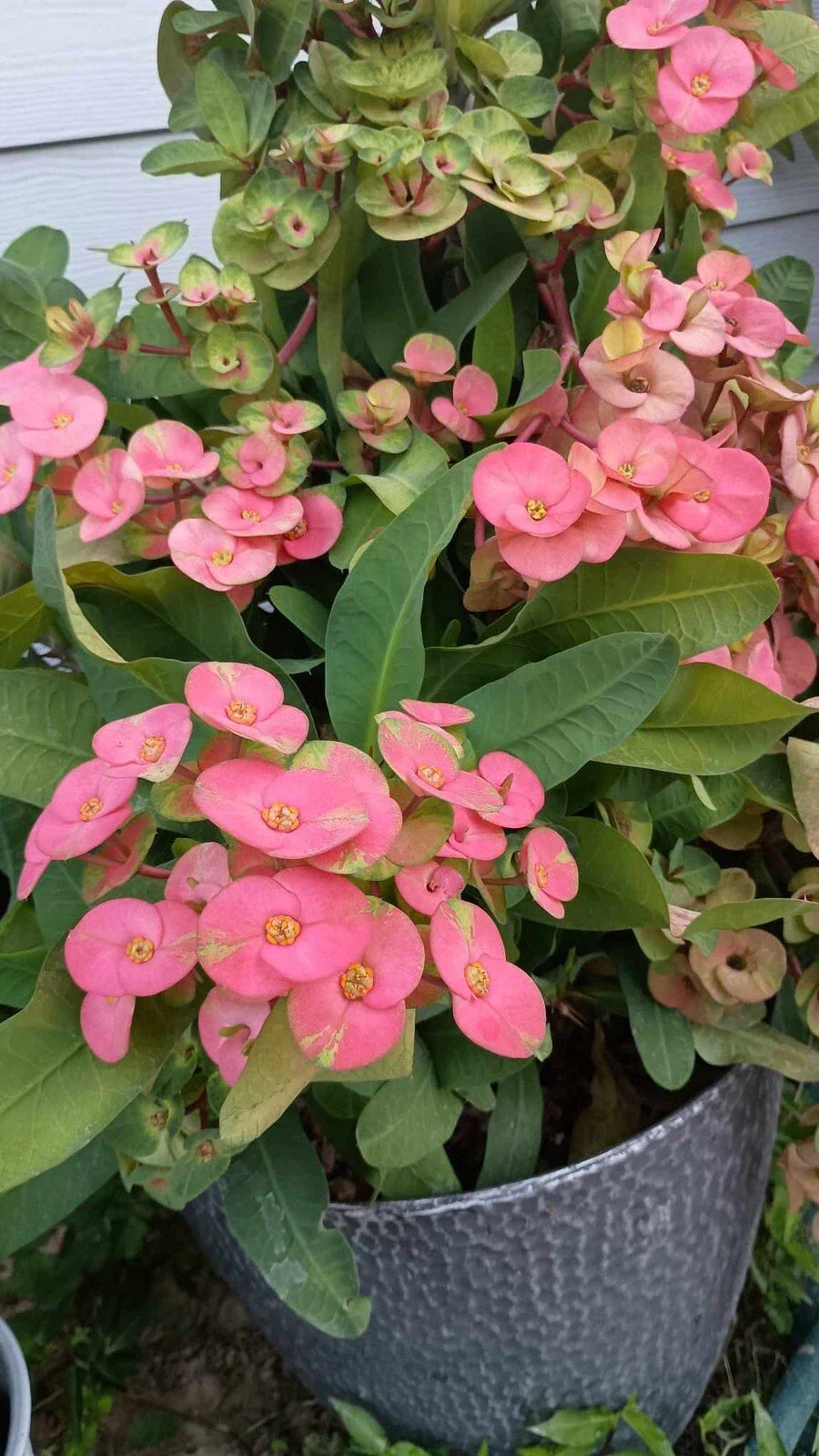 Jumbo Pink Escape Crown of Thorns Cutting (1 Count, No Roots) - Euphorbia milii