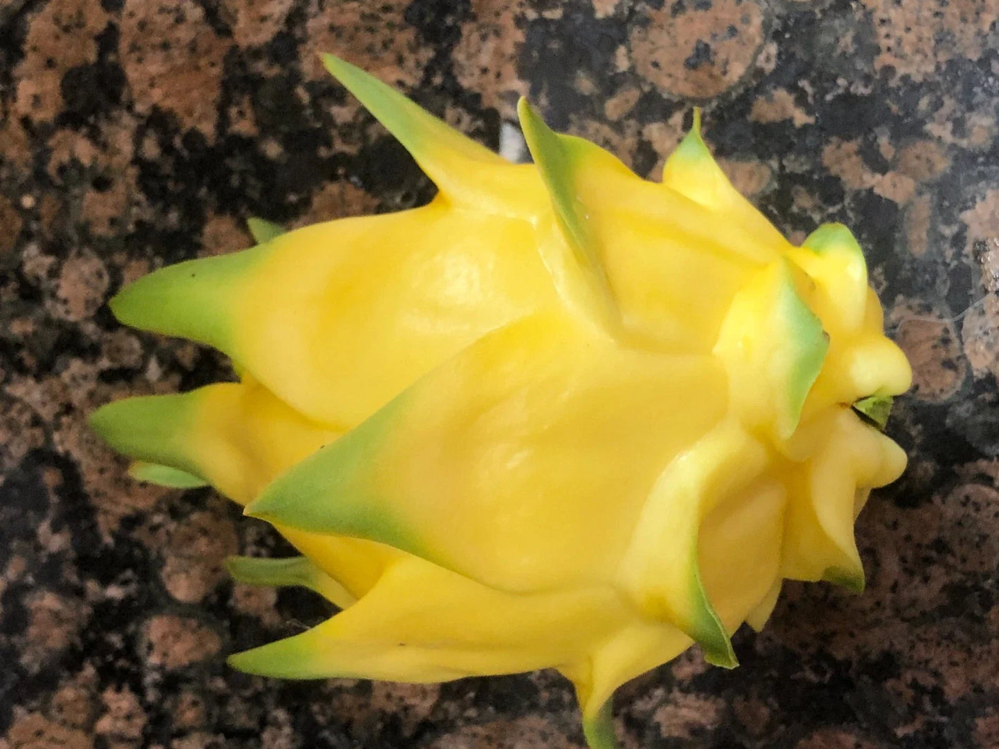Hawaiian Gold Dragon Plant Cuttings 8"-10" - Dracaena dragonneana, Tropical Houseplant, Indoor Gardening