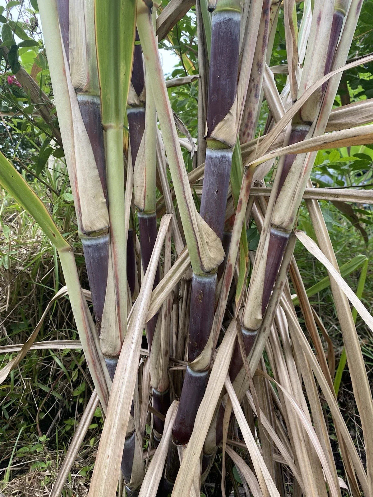 Sugar Cane Cuttings - 3 Large Organically Grown Cuttings - Saccharum officinarum - SW Florida