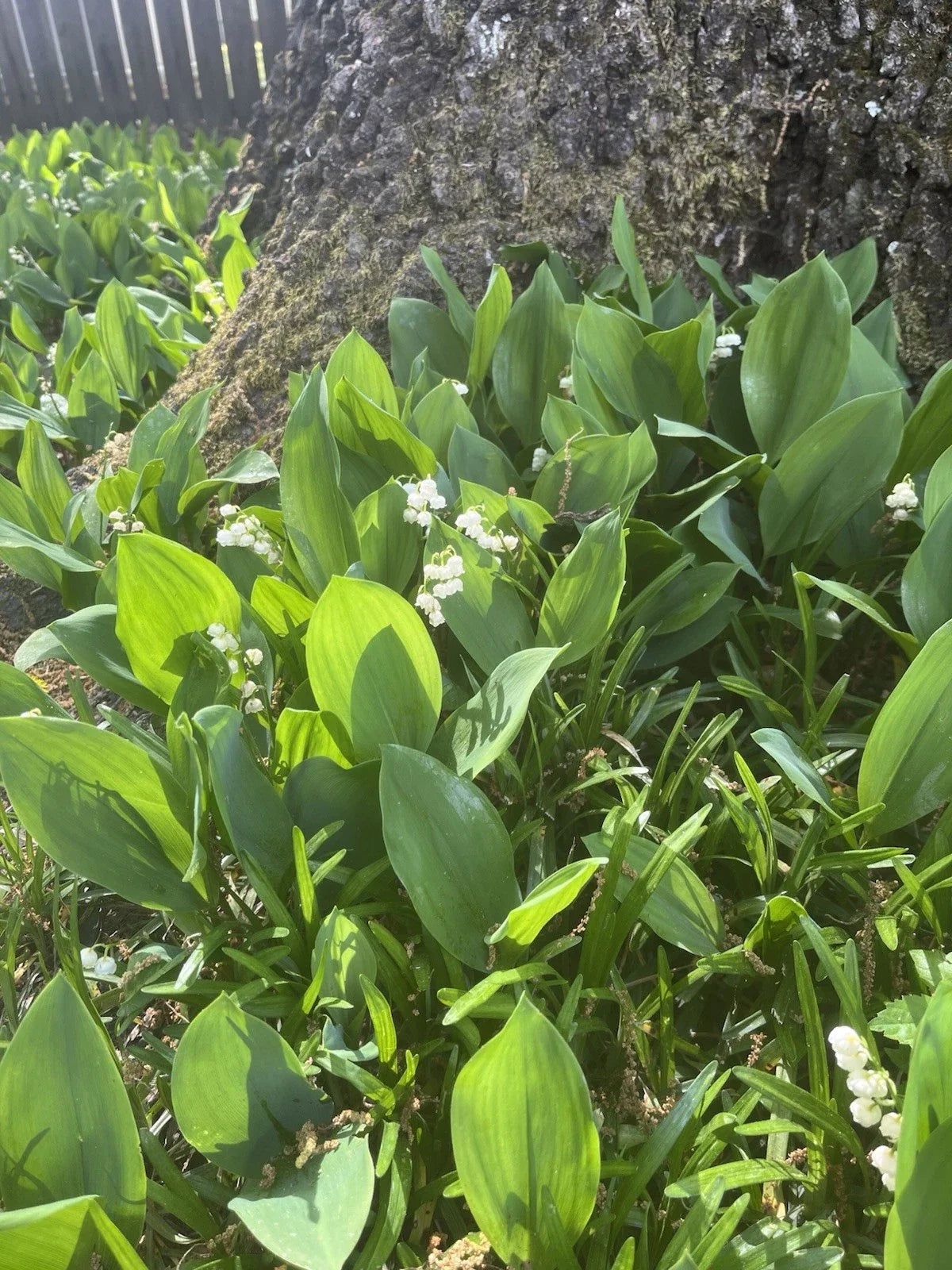 Lily of the Valley Bare Root Plants 20 Pack - Shade Ground Cover - Convallaria majalis