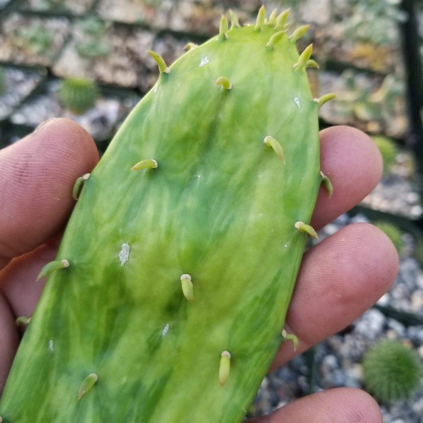 Opuntia Stardust Pad Cutting Cactus | Live Succulent Plant | Unique Variety | Real Cacti
