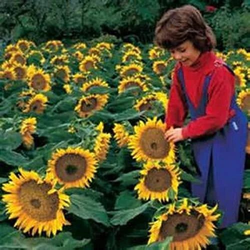 Dwarf Sunspot Sunflower Seeds | 50+ Seeds | Exotic Yellow Flowers | Helianthus annuus