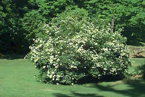 Arrowwood Viburnum Shrub Live Plant Set of 2, 8-12 Inches, Bare Root, Viburnum dentatum, Hardy Zones 5-9
