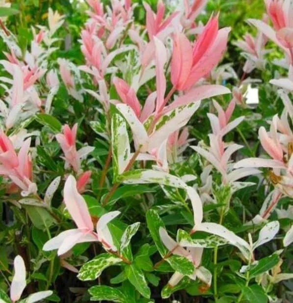 Dappled Willow Cutting - 6 Inch - Variegated Pink & White Foliage - Salix integra 'Hakuro Nishiki'
