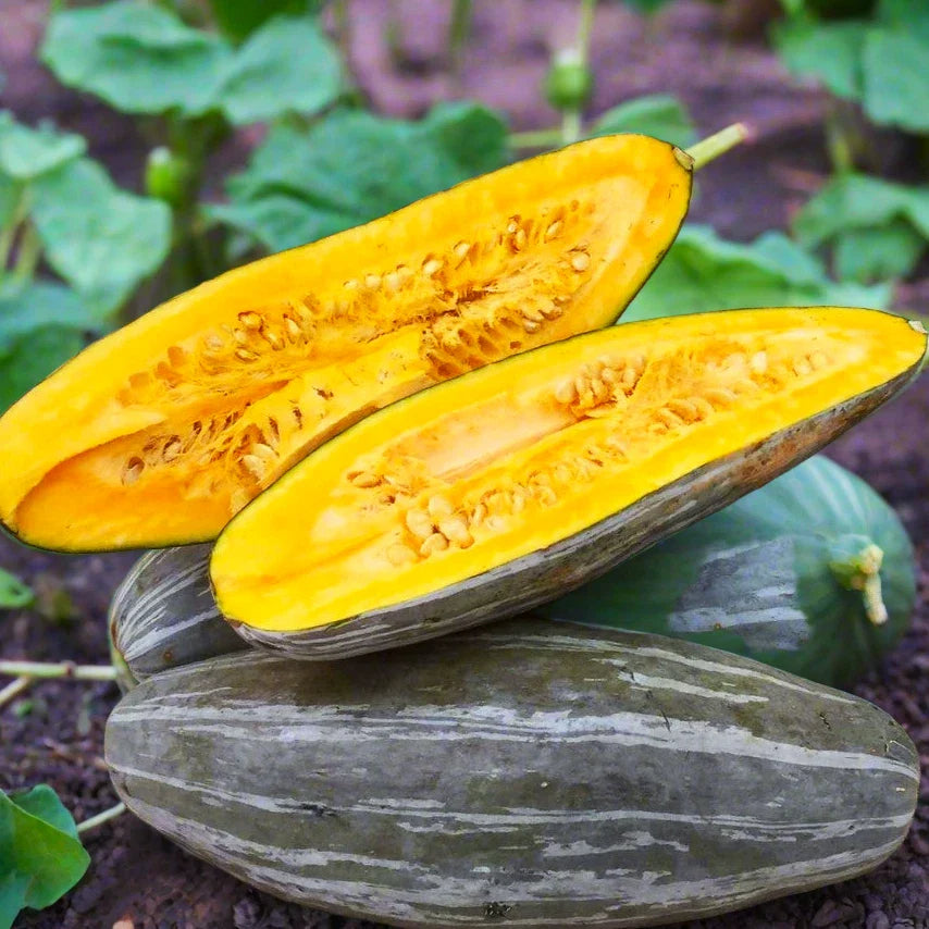 Guatemalan Blue Banana Squash Seeds | Gray Pumpkin Hubbard Roaster Seed | Cucurbita maxima | 2025