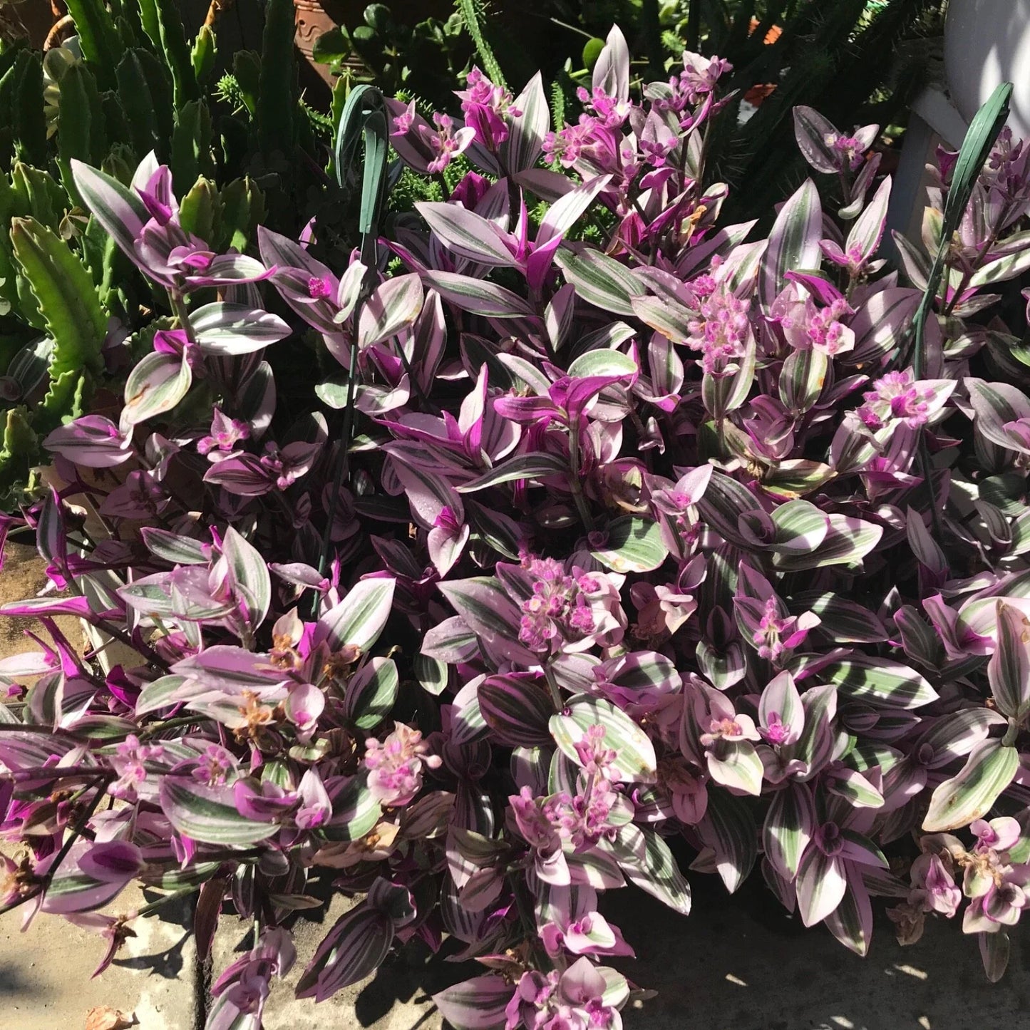 Tradescantia Nanouk Cuttings - 7 Healthy Stem Cuttings for Propagation - Vibrant Pink, Green & White Foliage