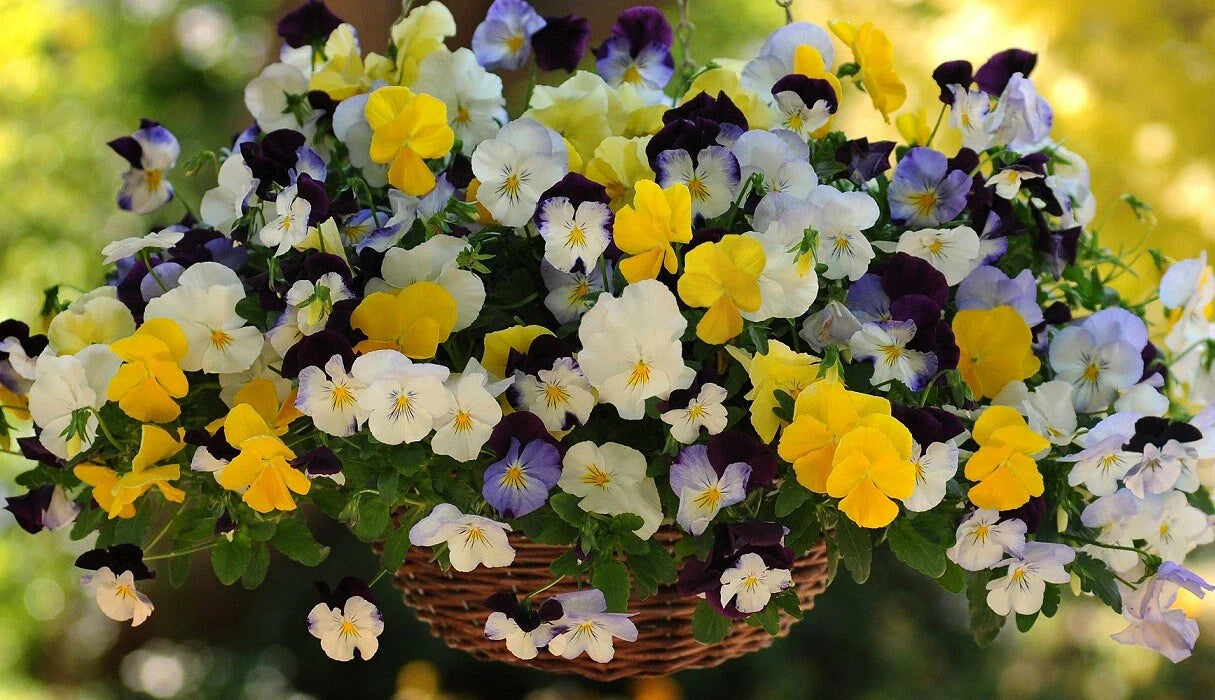 Pansy Seeds Cool Wave Mix - 15 Trailing Pansy Seeds (Viola x wittrockiana) for Hanging Baskets