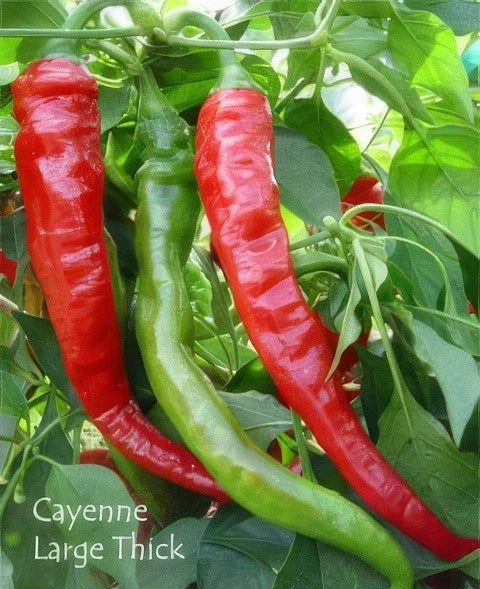 Cayenne Pepper Seeds - 50+ Large Red Hot Organic Heirloom - Capsicum annuum