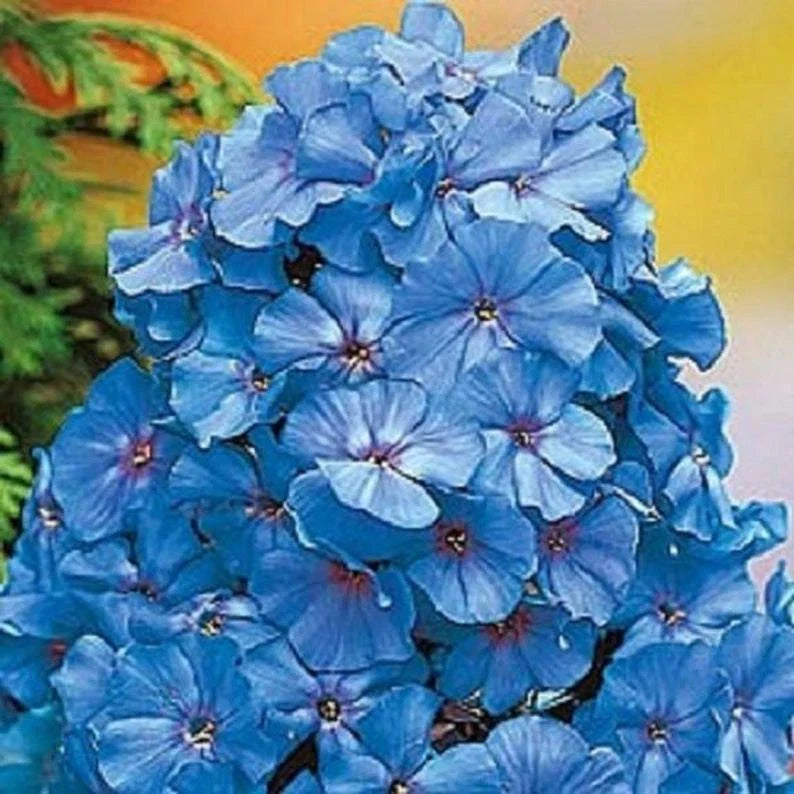 Light Blue Phlox Seeds - 50 Perennial Flower Seeds for Butterfly Gardens - Phlox paniculata