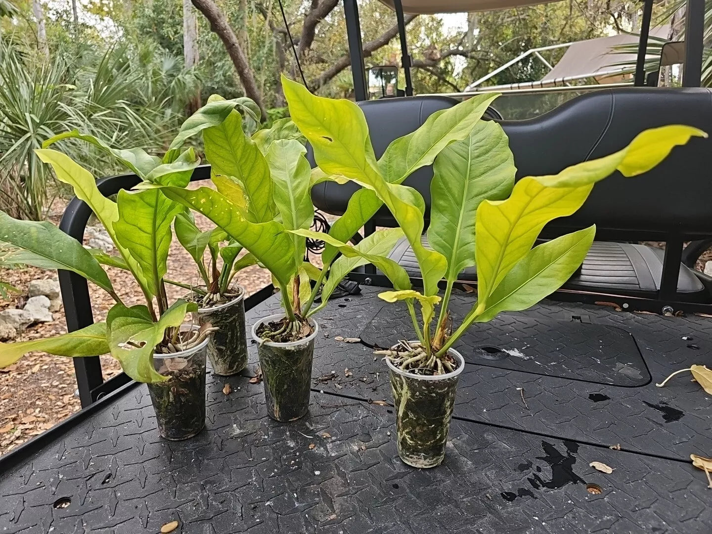 Large Anthurium Plant 4-Year-Old Hookeri Birds Nest, Anthurium hookeri, Tropical Indoor Houseplant
