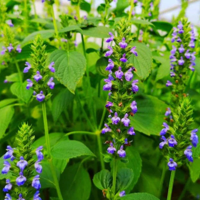Chia Seeds 500 Count Non-GMO Salvia hispanica Culinary Nutrient-Rich Blue Flowers Healthy Superfood