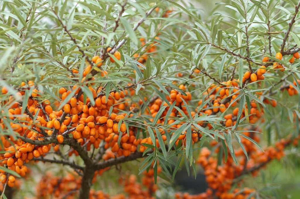 Sea Buckthorn Seeds, 50 Count, Seaberry (Hippophae rhamnoides), Organic Nutrient-Rich Plant for Health Benefits