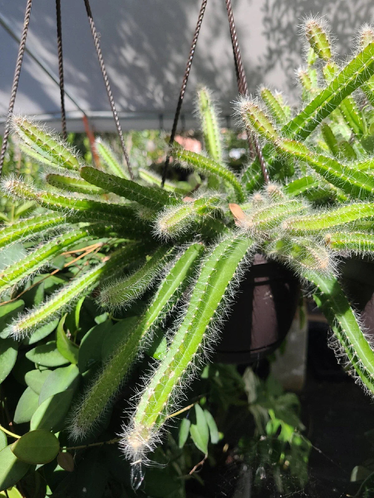 Selenicereus Testudo Dog Tail Cactus Succulent Cuttings - 2 Trailing Cuttings, Easy Care Indoor Plant