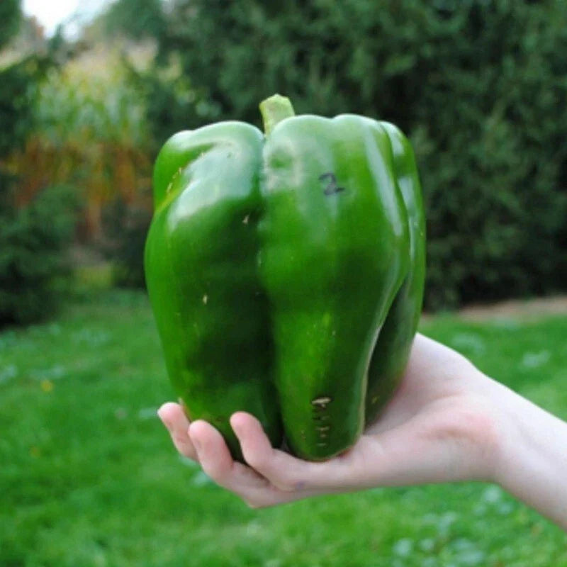 Emerald Giant Bell Pepper Seeds - 10+ Non-GMO Heirloom Organic Sweet Variety - Capsicum annuum