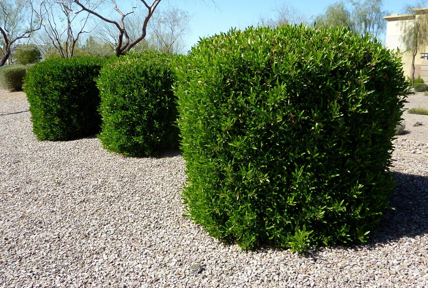 Dodonaea viscosa Green Hopseed Bush Seeds - 30 Count, Hardy Shrub for Landscaping, Drought-Tolerant Plant