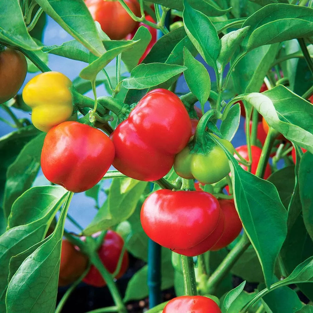 Pimento Red Pepper Seeds - 100 Count - Capsicum annuum - Non-GMO, Heirloom Pepper Seeds for Garden Planting