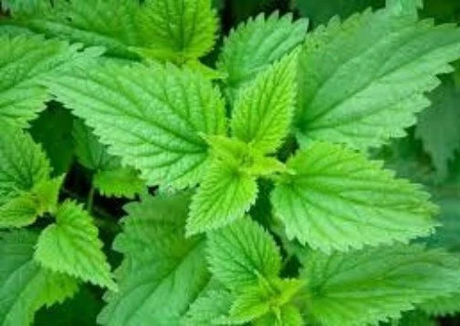 Stinging Nettle Seeds, 100 Seeds, Urtica Dioica, Medicinal Herb, Wildcrafted, Organic Gardening