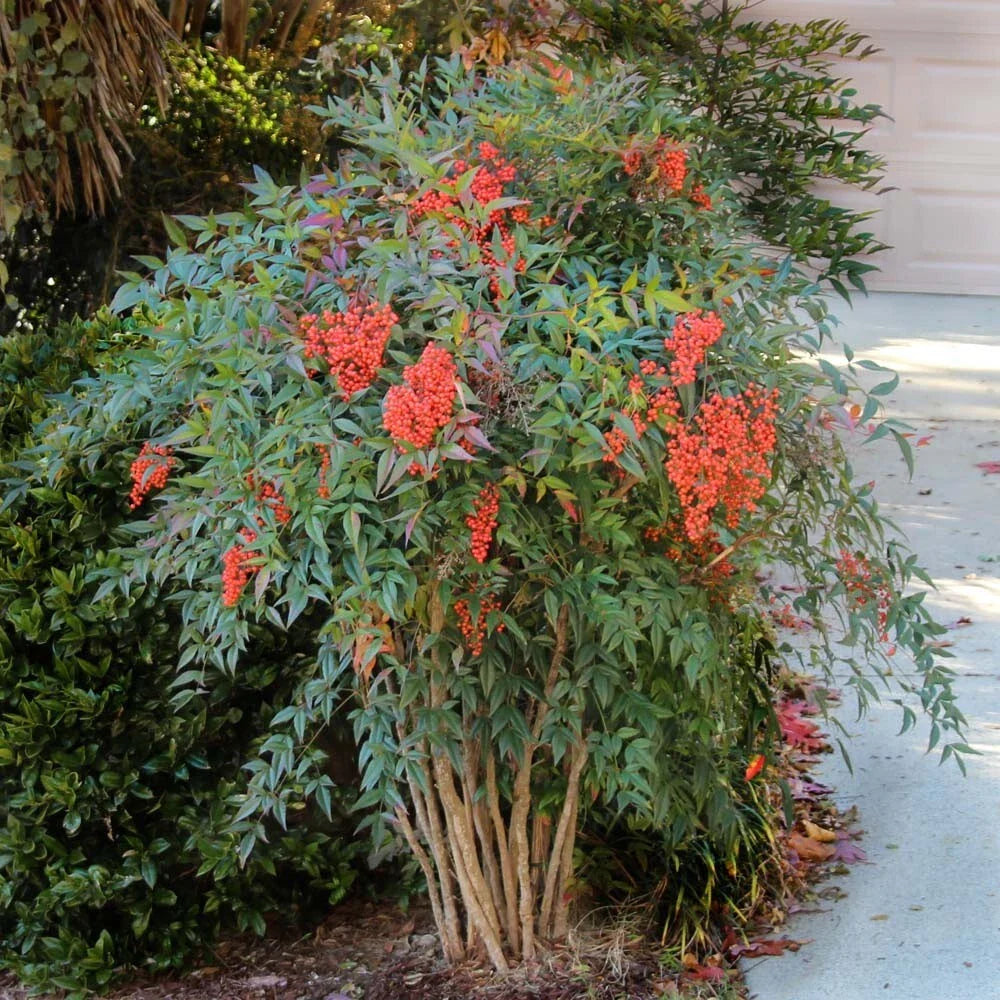 Evergreen Nandina Bush Shrub - Heavenly Bamboo Hardy Ornamental Plant - Fully Rooted (Nandina domestica)
