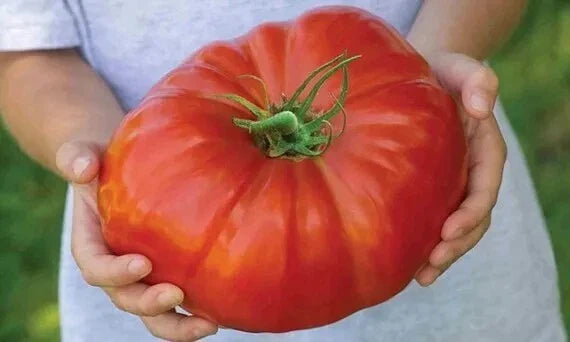 Mortgage Lifter Tomato Seeds - 120+ Heirloom Organic Non-GMO - Large Fresh Seeds - Solanum lycopersicum