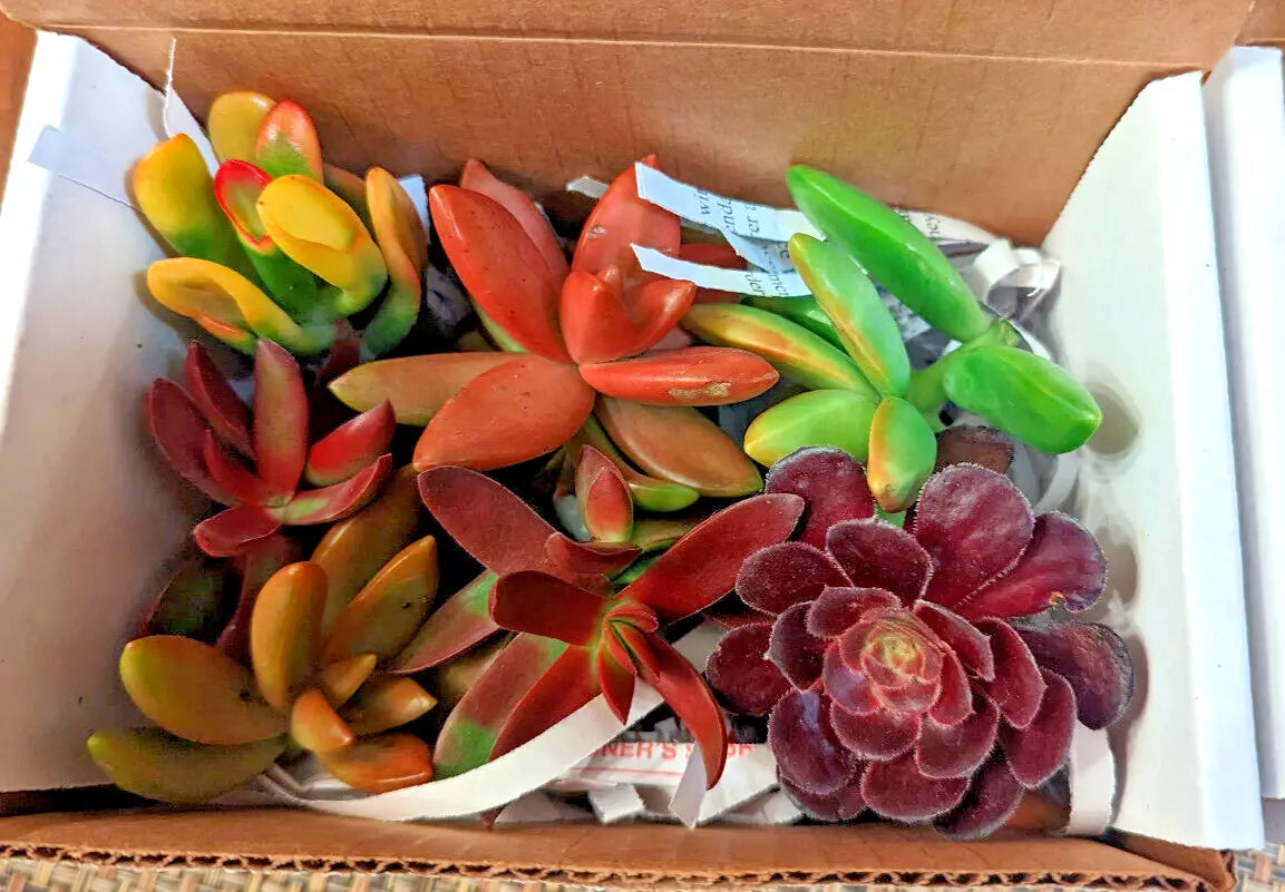Succulent Cuttings 12 pcs Red Pink Orange Variety 6 Species Mix
