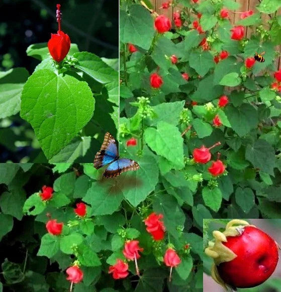 Turk's Cap Seeds - 10+ Sleepy Mallow, Wax Mallow - Malvaviscus arboreus - 10/2024 Fresh Seeds