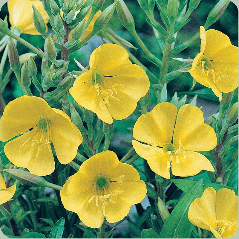 Evening Primrose Seeds 500+ Dwarf Yellow Flower Perennial (Oenothera biennis) - USA, Free Shipping
