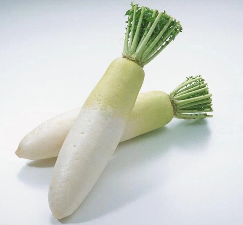 Daikon Radish Seeds - 200+ Heirloom Organic Non-GMO Chinese White Radish Seeds - Perfect for Home Gardening