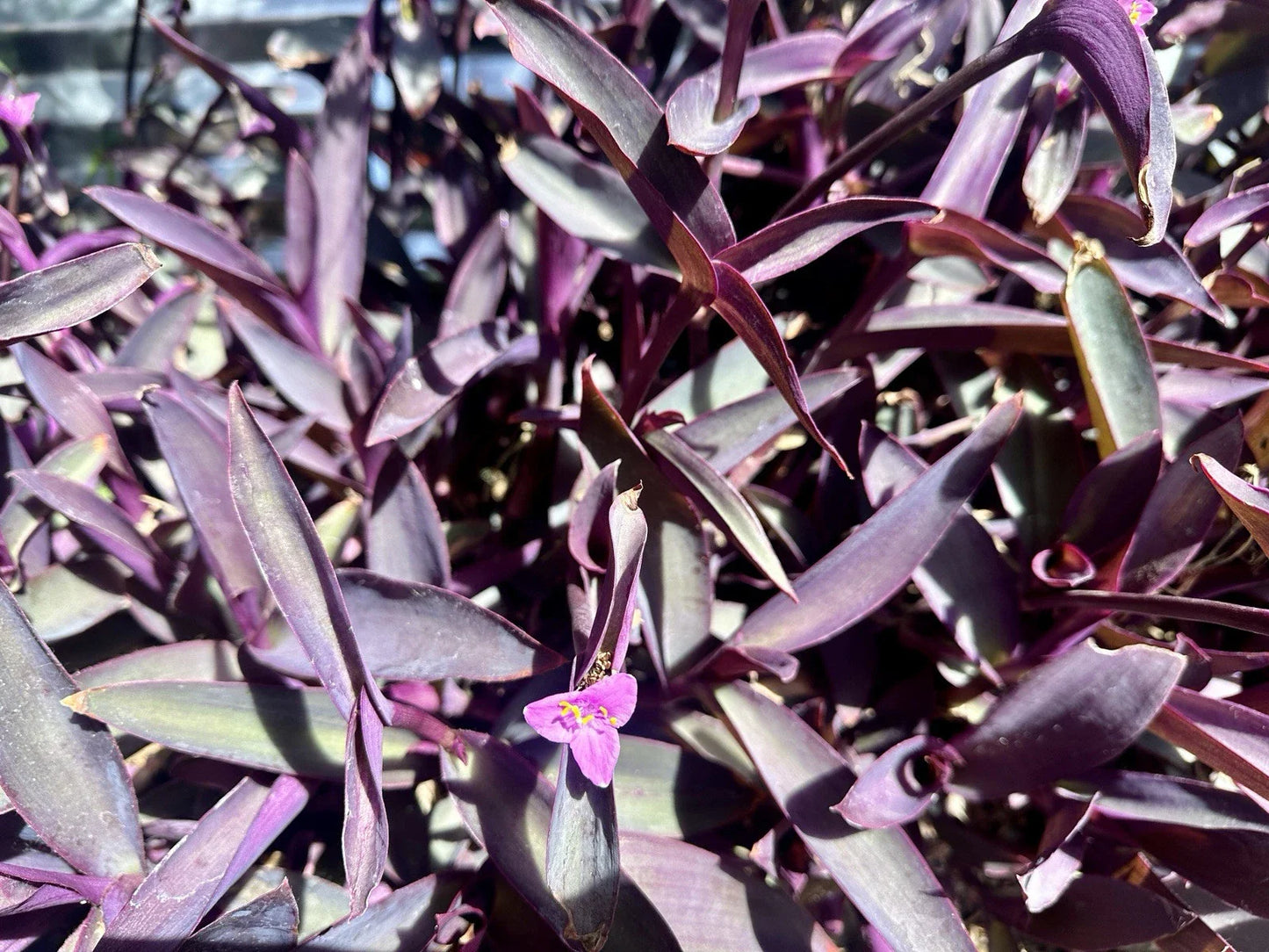 Organic Purple Heart Wandering Jew Cuttings - 8 Tradescantia Pallida Purpurea