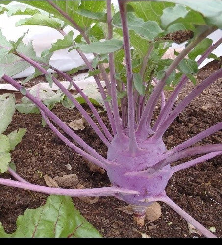 Early Purple Vienna Kohlrabi Seeds - 150 or 1000 Heirloom Seeds - Creamy Tender & Mild Brassica oleracea var. gongylodes
