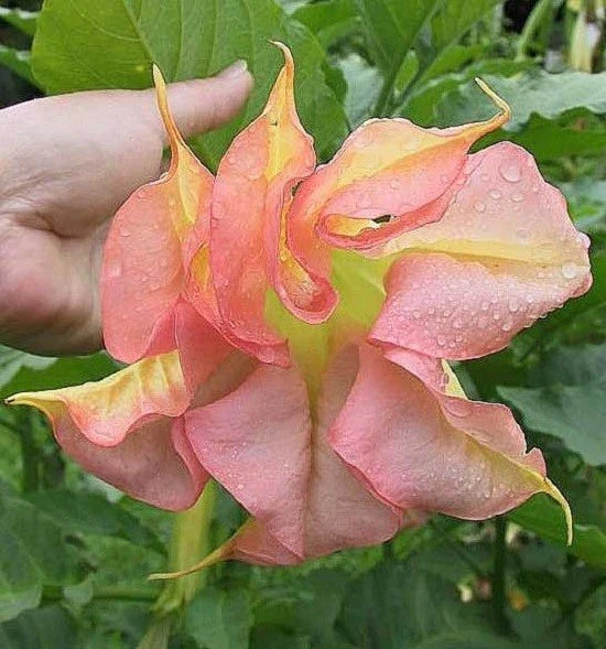 Double Yellow Orange Angel Trumpet Seeds - 10 Pack Brugmansia Datura Flower Seeds for Gardening and Landscaping