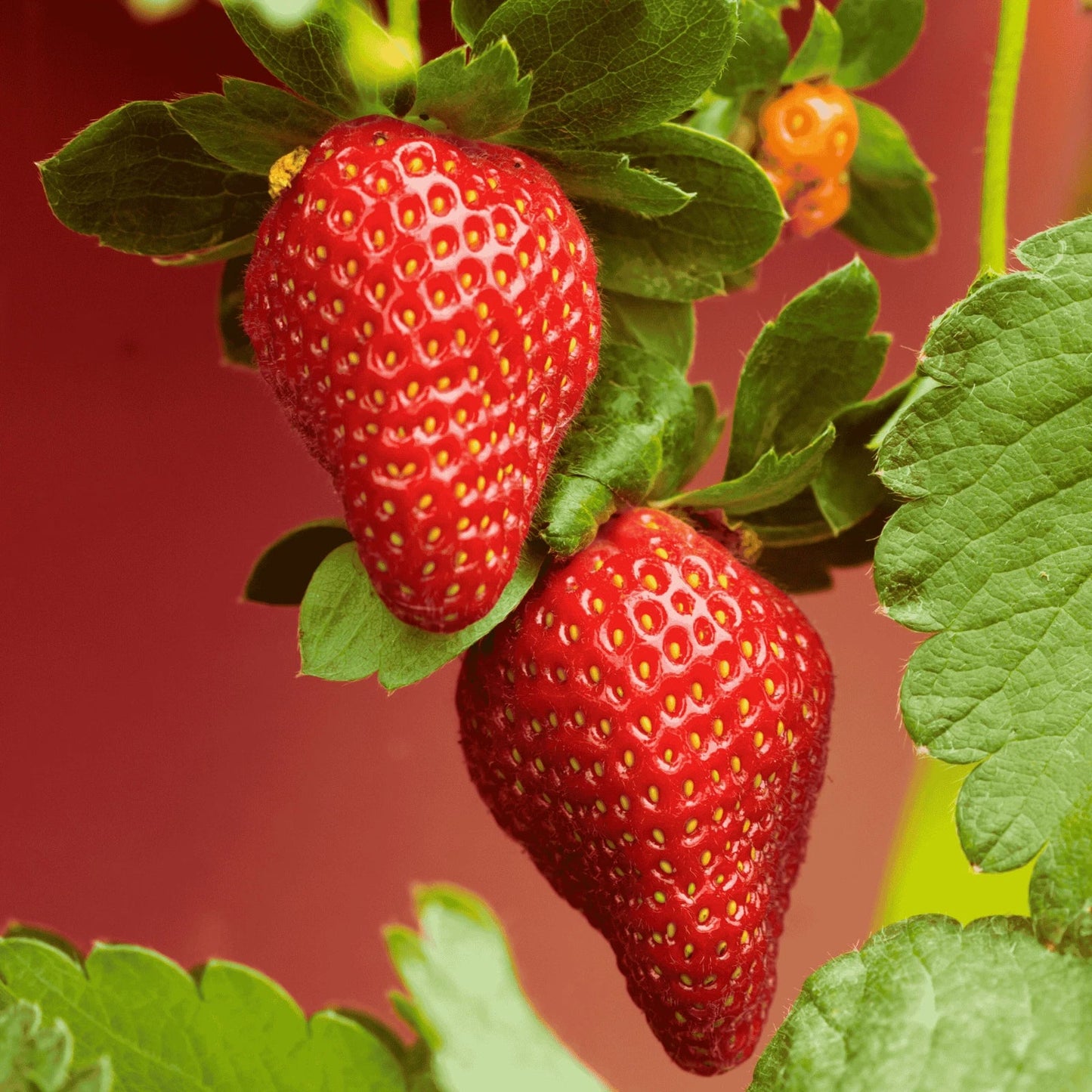 5 Archer Strawberry Roots - Bare Root Plants | June-Bearing Variety | Fragaria × ananassa