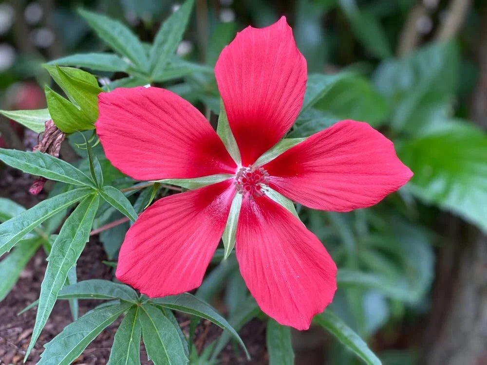 Texas Star Hibiscus Seeds (50 Seeds) - Red Flowering Perennial - Hibiscus coccineus