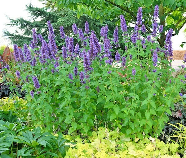 Purple Giant Hyssop Seeds - 100+ Count - Native Wildflower for Pollinators - Drought & Heat Tolerant (Agastache spp.)