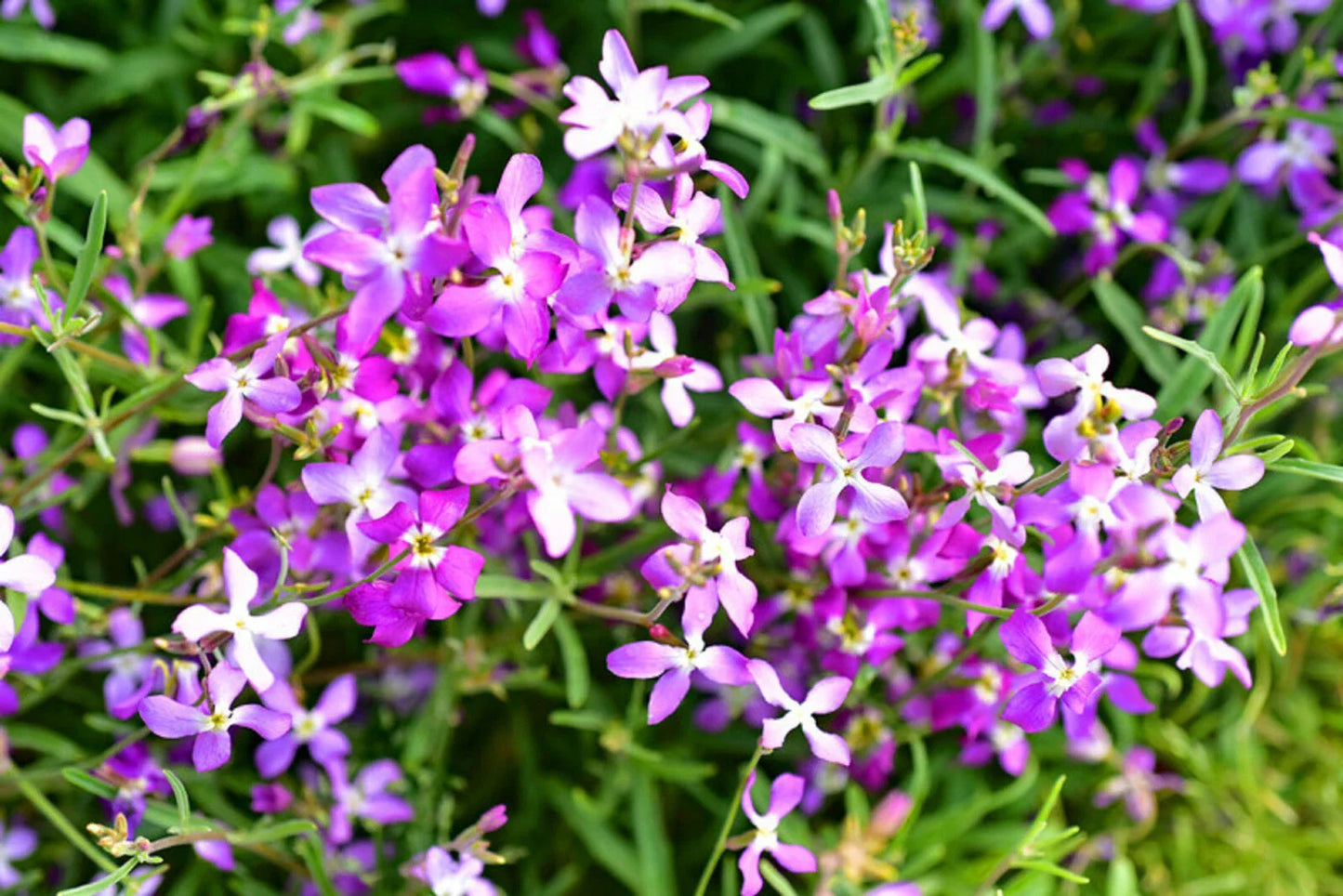 Evening Scented Stock Seeds Bulk - Lilac-Pink Mix, Matthiola incana, 3000 Seeds for Fragrant Garden Blooms
