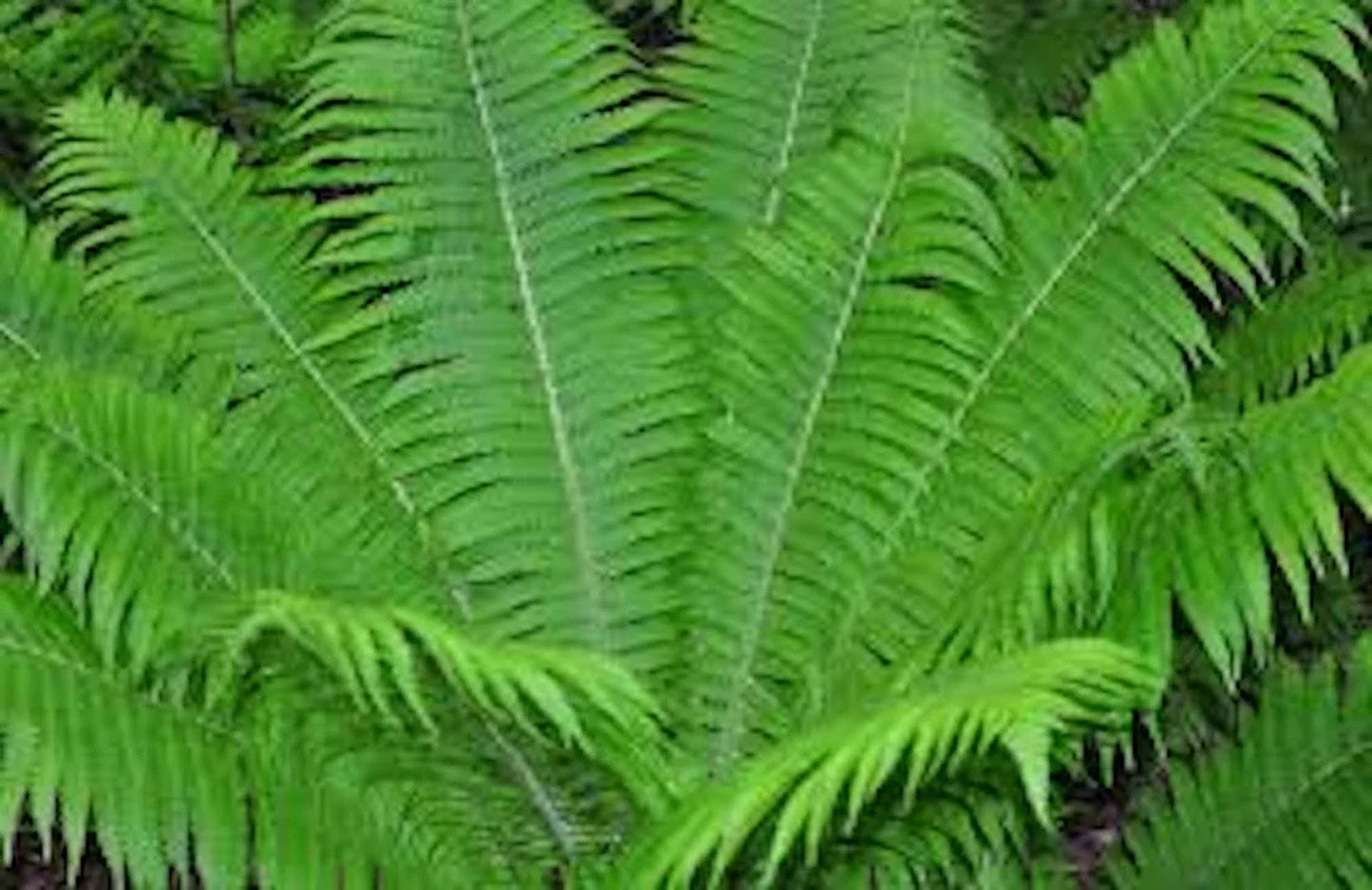 Ostrich Fern Bare Root - 3 Fiddlehead Plants - Matteuccia Struthiopteris - Edible Shoots for Woodland Gardens