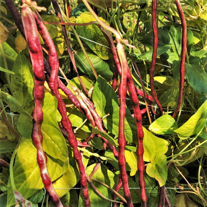 Mosaic Yard Long Bean Seeds - Purple Pink White Variety - Chinese Asparagus Asian Seeds - 2025
