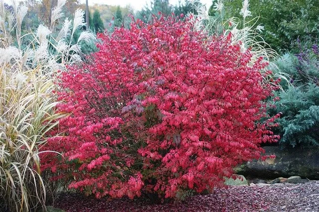 Burning Bush Euonymus alatus 16+ Inches Live Bare Root Plant Shrub Zone 4-8