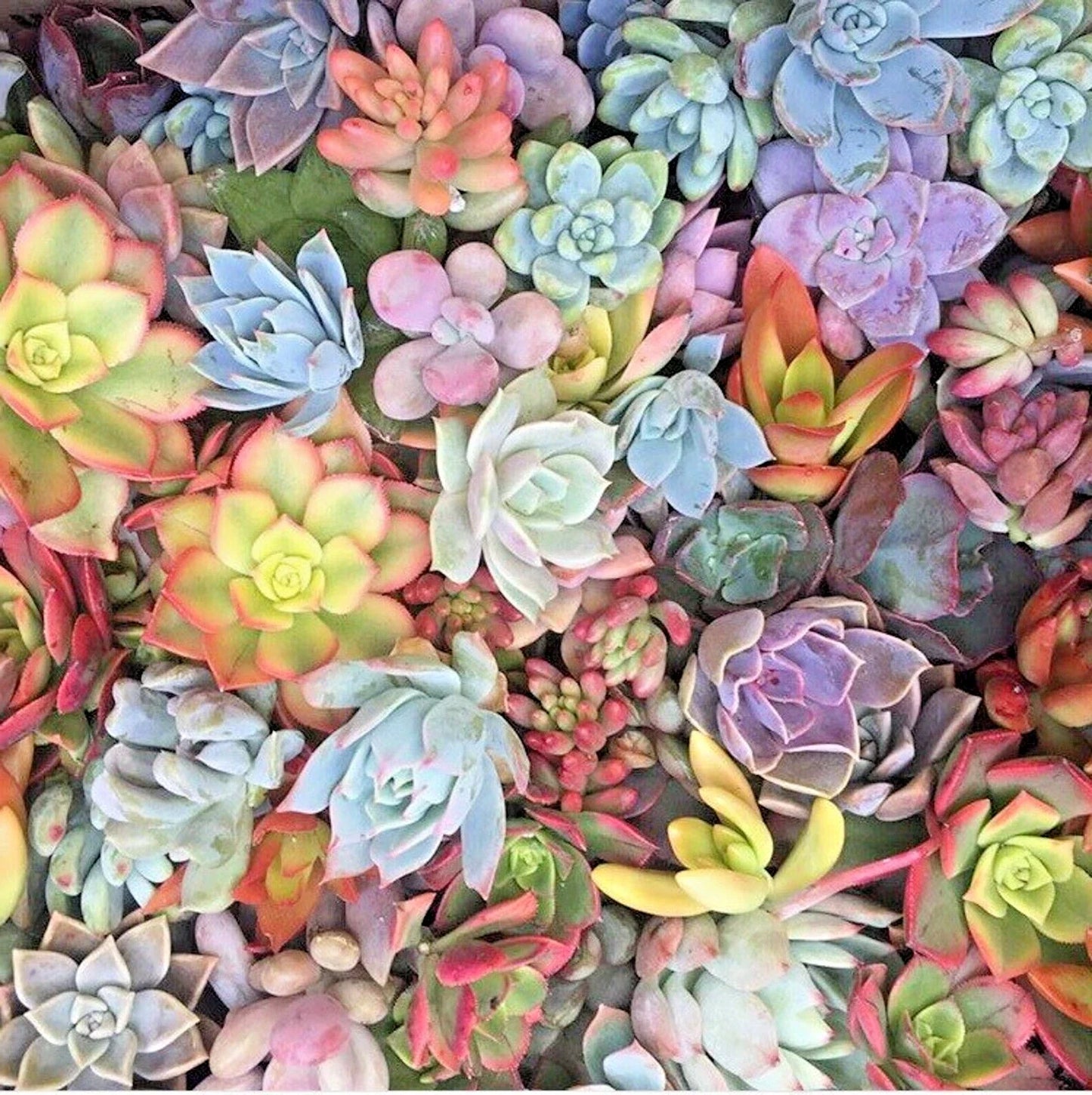 Mixed Succulent Cuttings 1-2" Live Plants - 15 Assorted Varieties for Propagation - Ideal for Terrariums and Home Decor